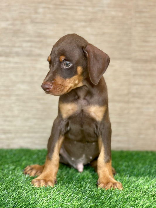 Doberman dog price in ahmedabad