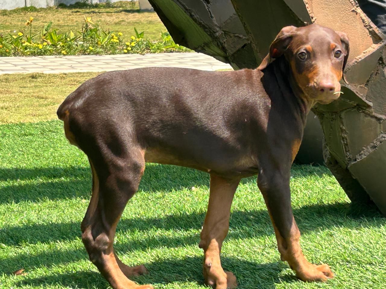 Fully Health Tested Doberman Puppies For Sale At Ahmedabad – Dog