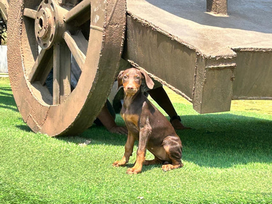 Doberman dog price in ahmedabad