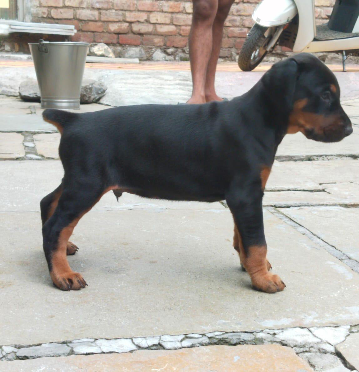 Get Doberman Puppies At Best Price In Pune