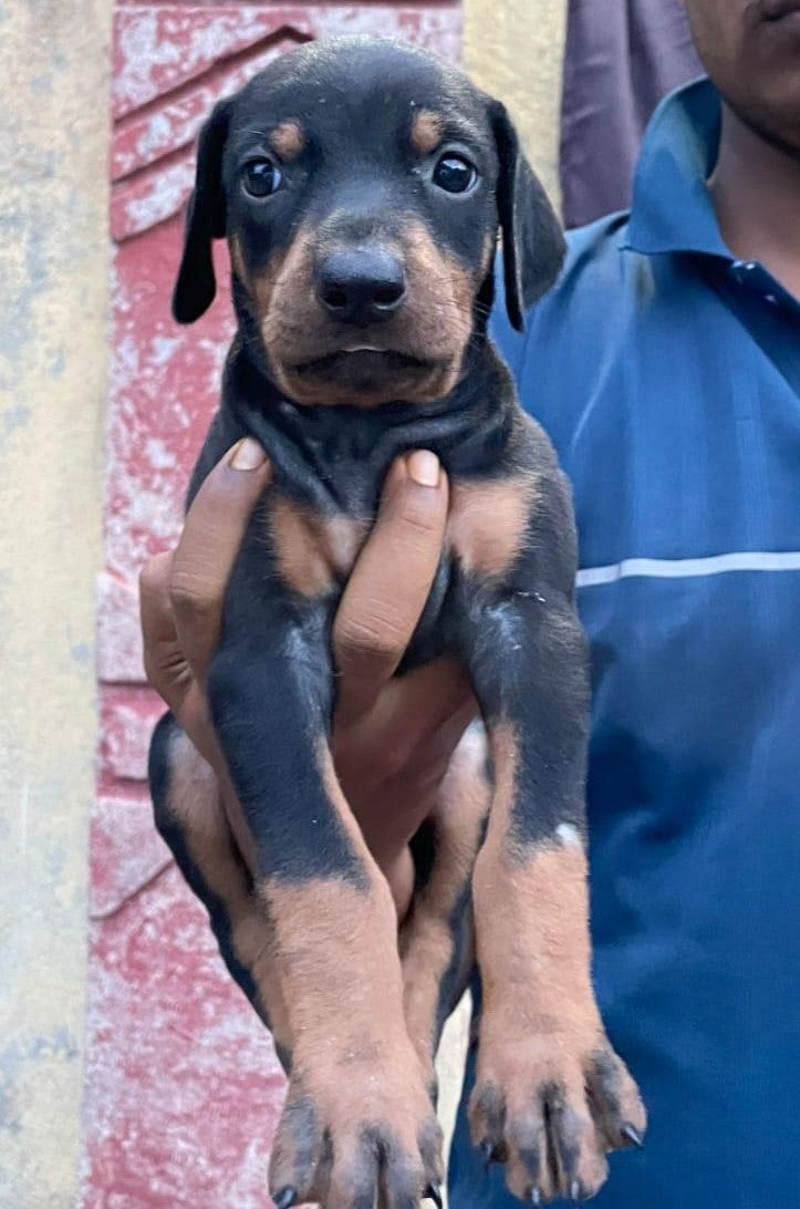 Get Doberman Puppies At Best Price In Pune