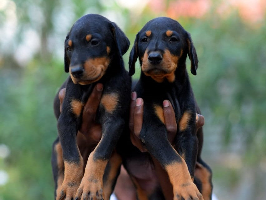 We Have Best Doberman Pair Available For Sale At Deccan - Pune