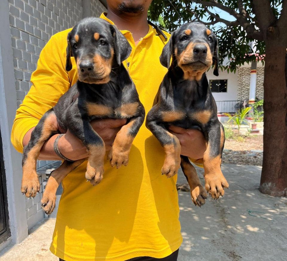 We Have Two Male & One Female Doberman Puppies For Sale At Moshi - Pune