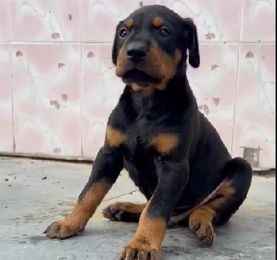 We Have Two Male & One Female Doberman Puppies For Sale At Moshi - Pune