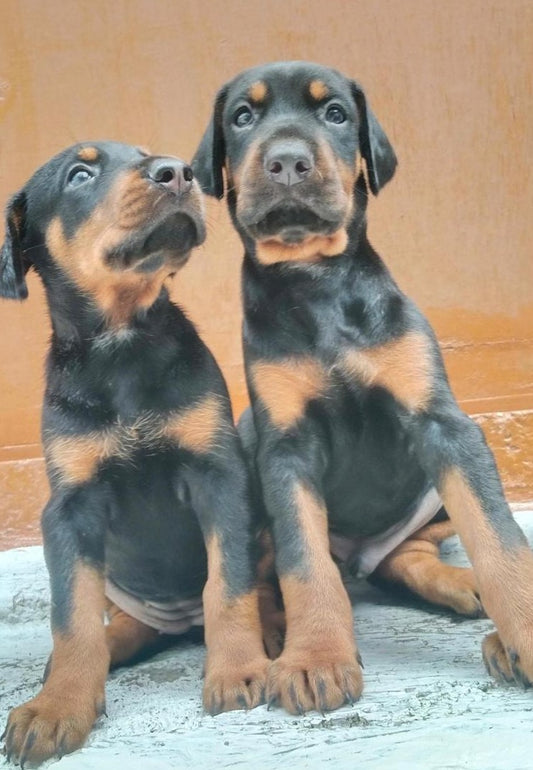 Doberman puppies for sale online in Vizag