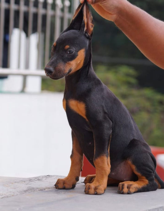 Doberman dog price in Vizag