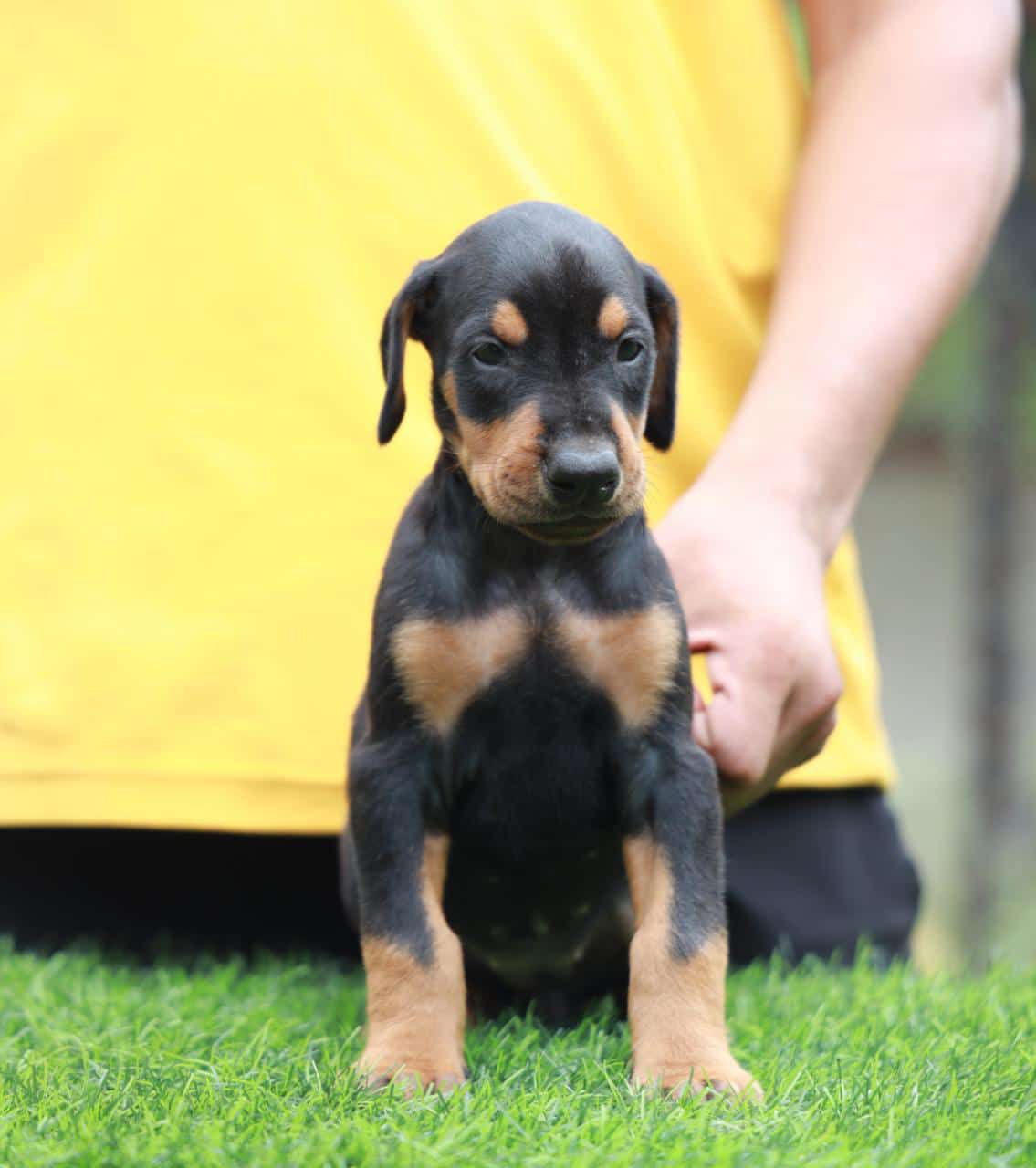 Buy Doberman puppies online from Vizag