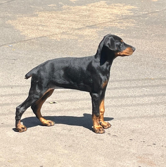 Doberman price in Vizag