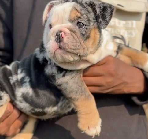 English Bulldog puppies for sale online in Chennai