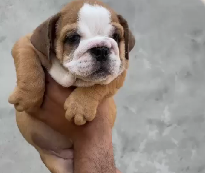 Buy english bulldog puppies in goa