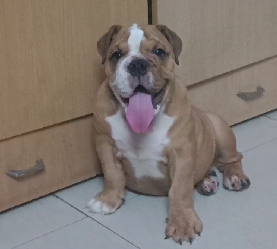 English bulldog price in goa
