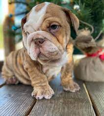 English Bulldog puppies for sale online in Hyderabad