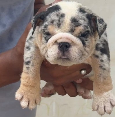 English Bulldog dog price in Kolkata