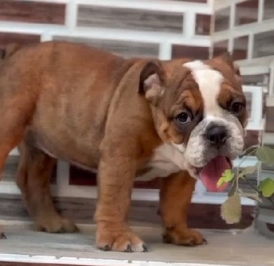 Buy english bulldog puppies from mumbai