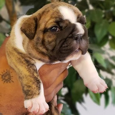 One White & One Fawn Coloured English Bulldog Puppy For Sale At Sangavi -Pune