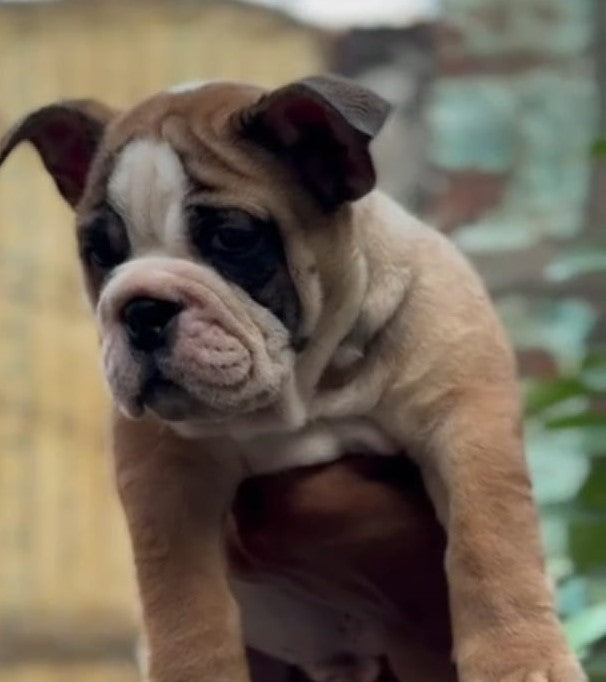 English Bulldog price in Vizag