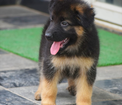 male german shepherd puppies for sale in ahmedabad