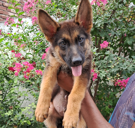 German shepherd puppy price in goa