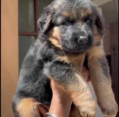 German shepherd dog for sale in goa