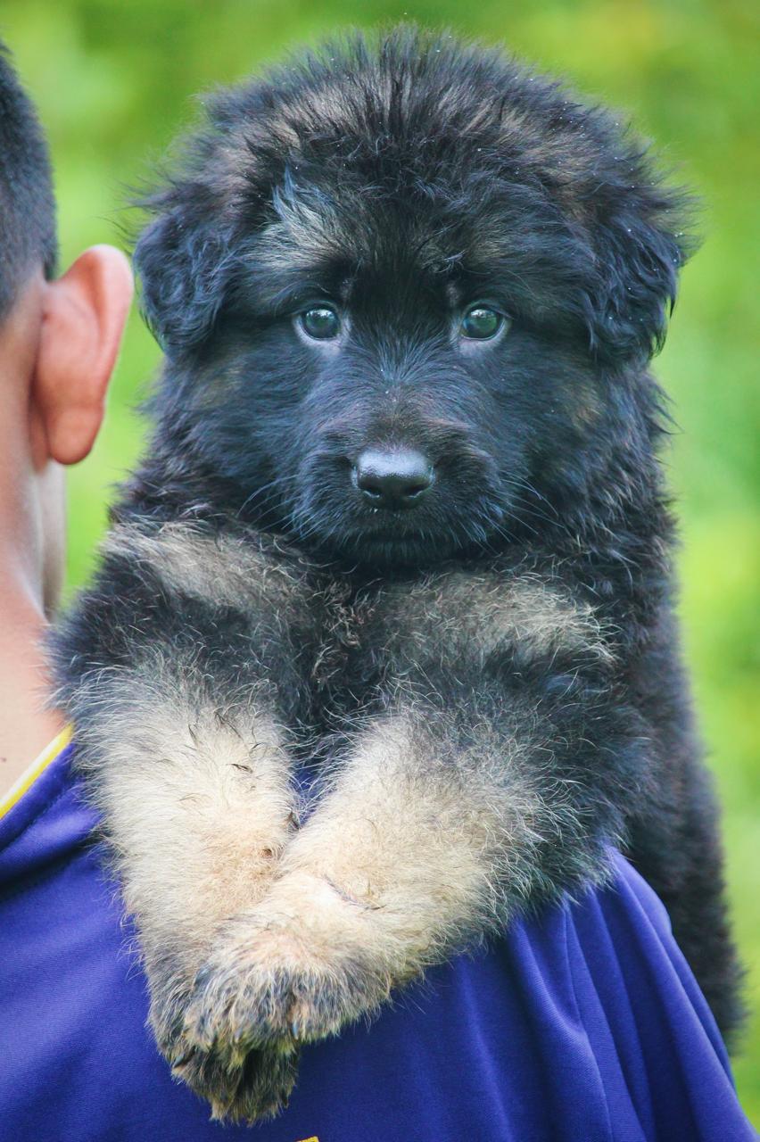 German Shepherd price in Hyderabad