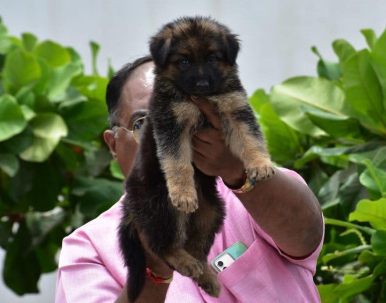 KCI Registered German Shepherd Puppy For Sale At Jaipur – Dog