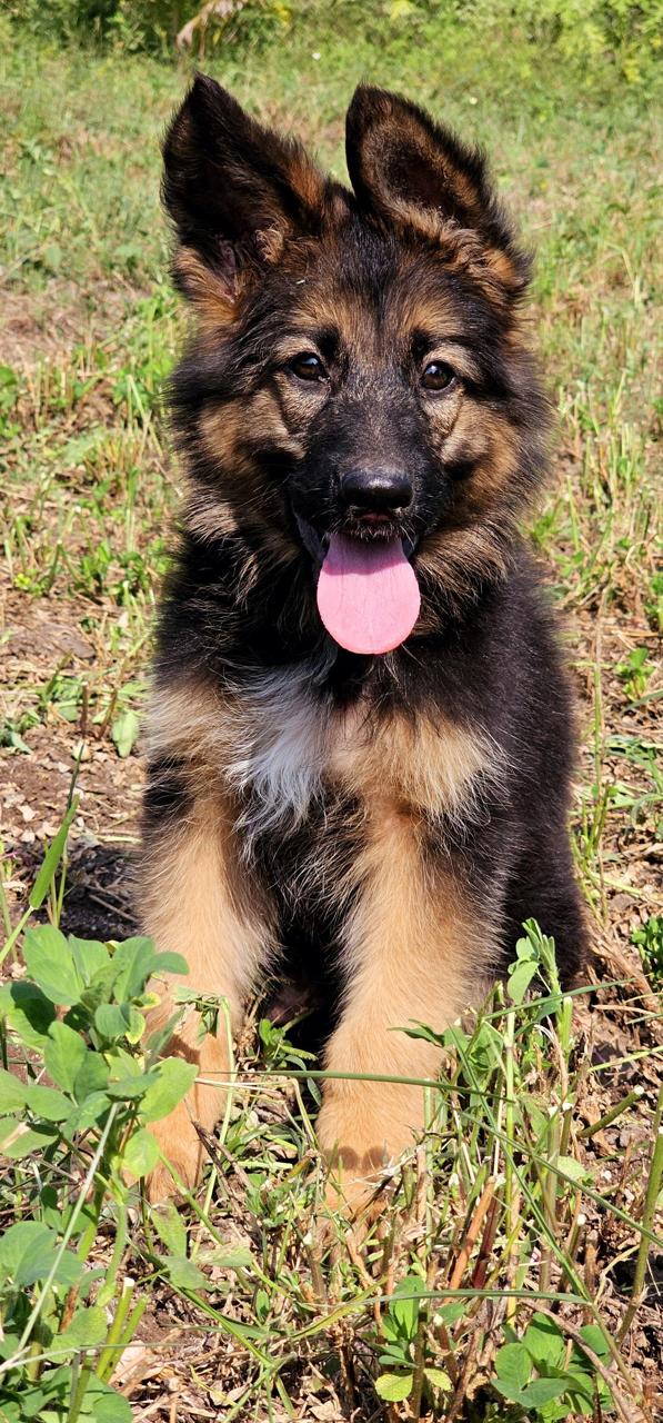 German shepherd dog price in jaipur