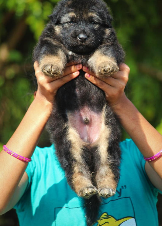 Buy German Shepherd Puppies From Mumbai