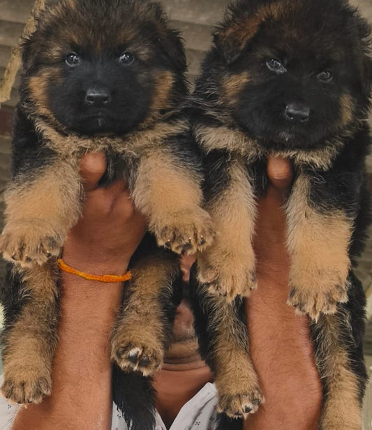 Purchase German Shepherd Puppies From Katraj - Pune