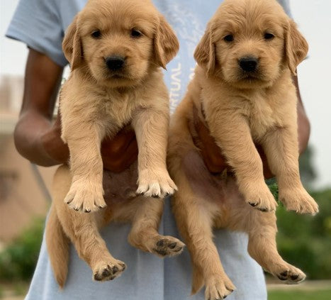 Golden Retriever puppies for sale online in Chennai