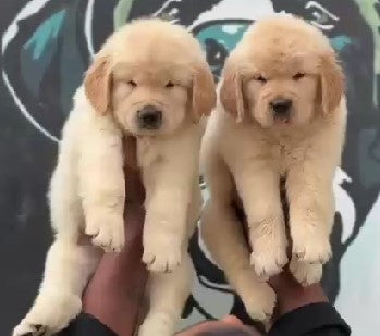 Fully Vaccinated Golden Retriever Puppies For Sale In Chennai