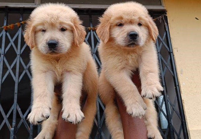 Golden Retriever puppies for sale online in Hyderabad