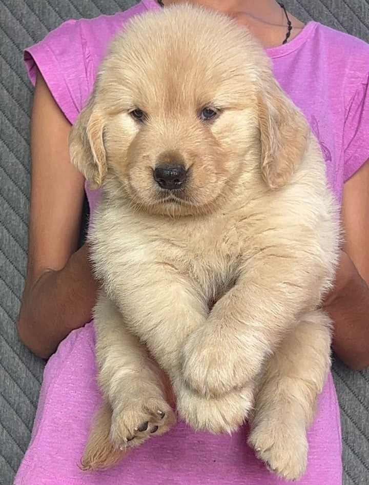 Buy Golden Retriever puppies online from Hyderabad