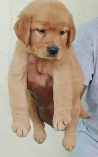 Buy Golden Retriever puppies online from bangalore