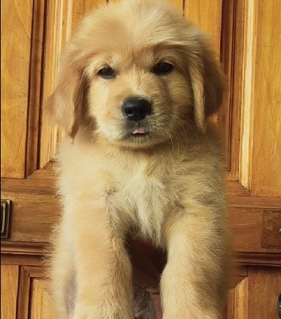 Golden retriever puppies for sale online in goa