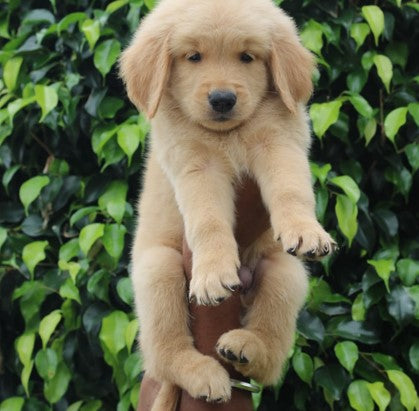 KCI Registered Golden Retriever Puppies For Sale At Jaipur – Dog
