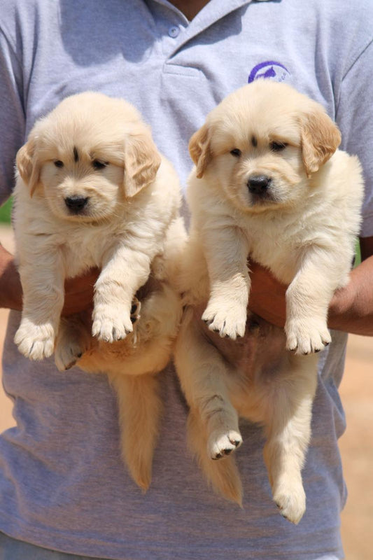 KCI Registered golden retriever puppies for sale at mumbai