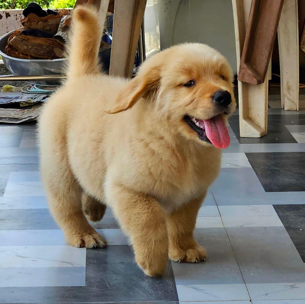 Buy golden retriever puppies from mumbai