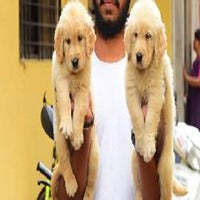 Golden Retriever puppies for sale online in Vizag