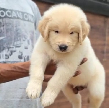 Golden Retriever pet shop in Vizag