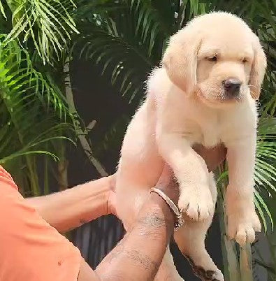 Buy Golden Retriever puppies online from Vizag