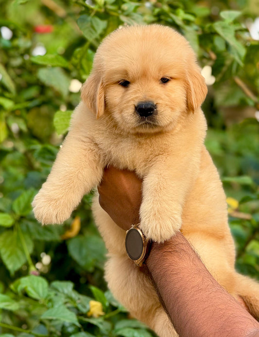 Golden Retriever dog price in Vizag