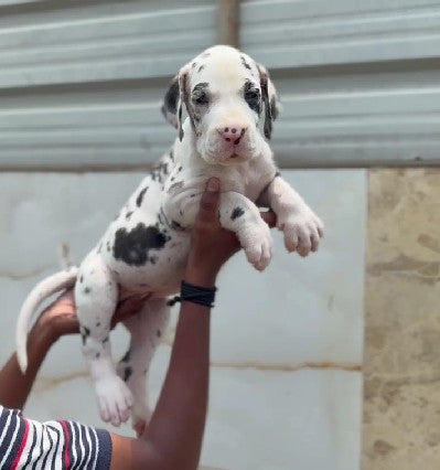 Great Dane puppies for sale online in bangalore