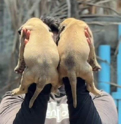 Buy Great Dane puppies online from bangalore