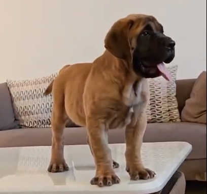 Great dane dog for sale in goa