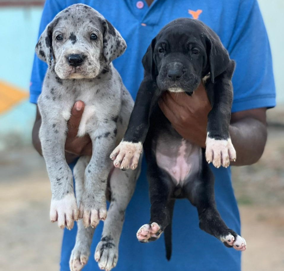 Great dane puppies for sale online in jaipur