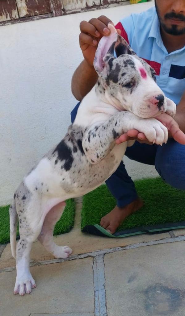 KCI registered great dane puppies for sale at jaipur