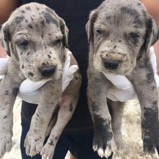 Great dane puppies for sale online in mumbai