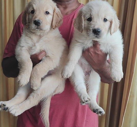 We Have Champion Lineage Golden Retriever Puppies For Sale At Shivajinagar - Pune