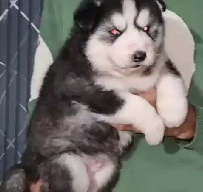 Siberian Husky pet shop in Chennai