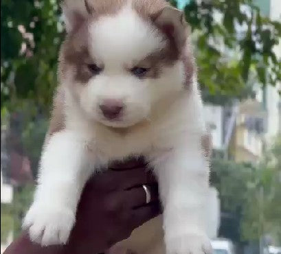Buy Siberian Husky puppies online from Chennai